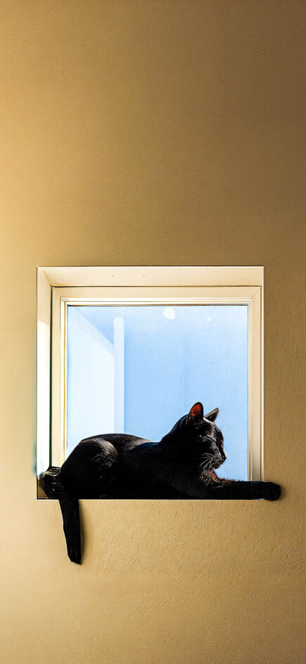 Cat — #1