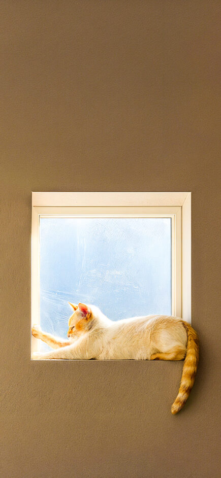 Cat — #2