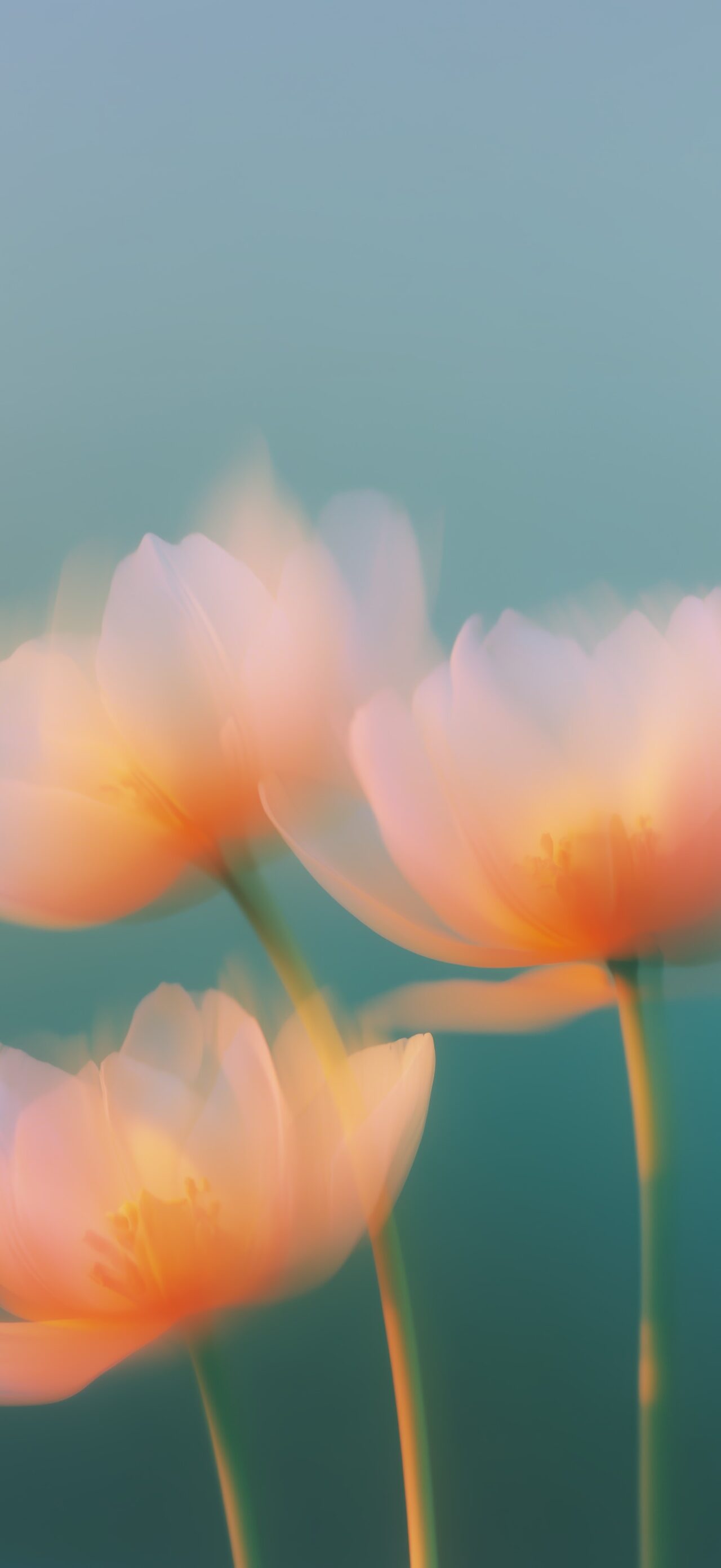 Floral – Orange Tulip