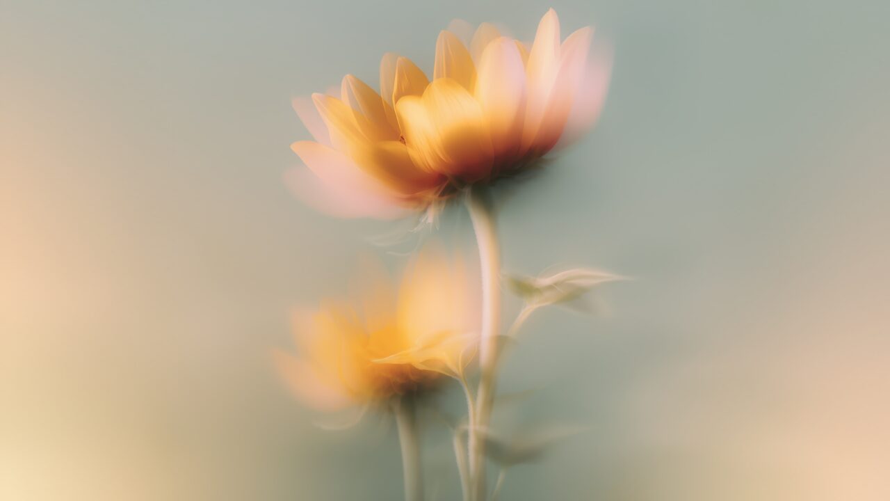 Floral – Sunflower