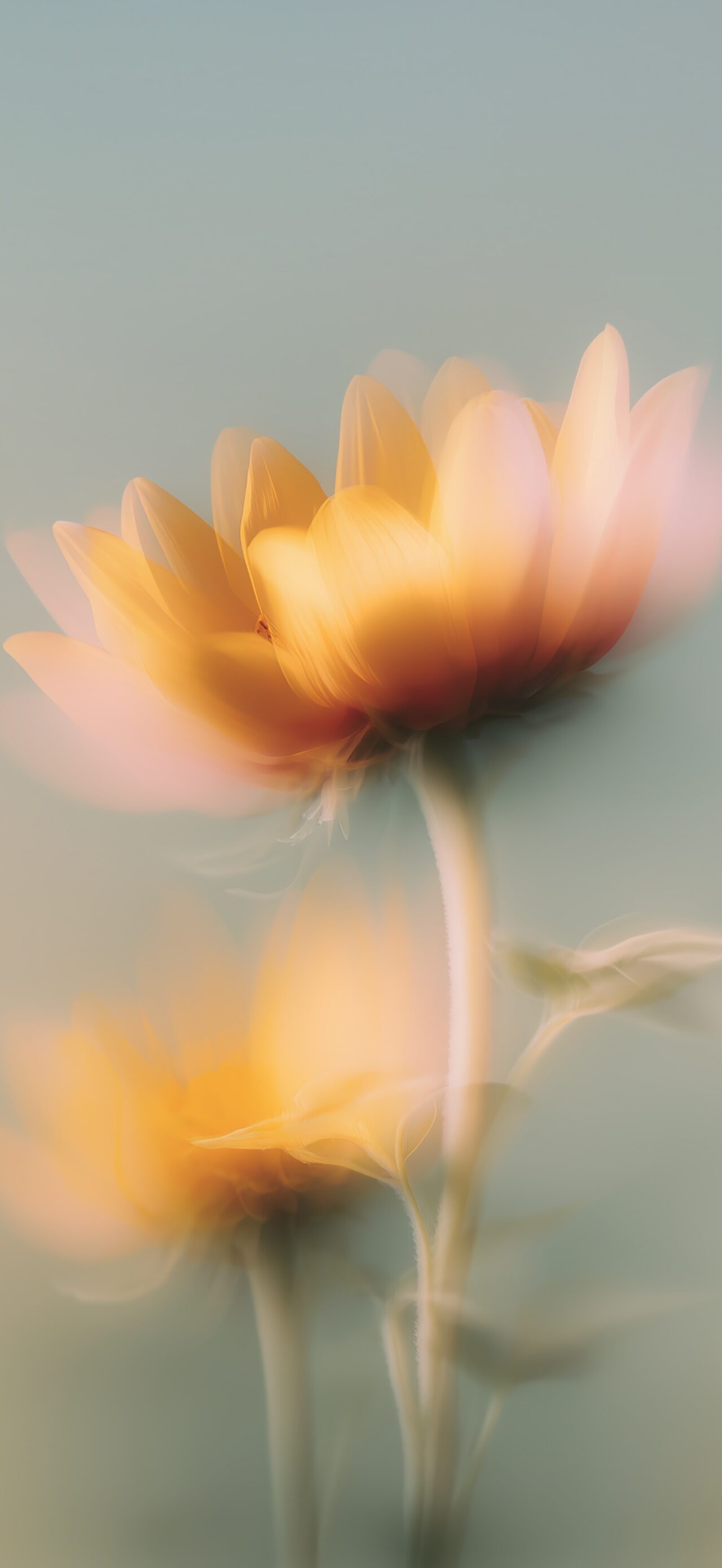 Floral – Sunflower