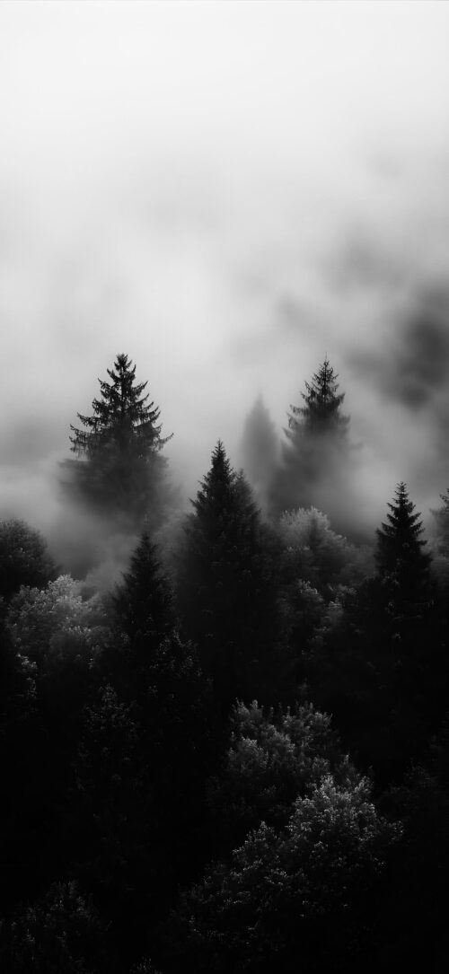 Foggy Trees | B&W