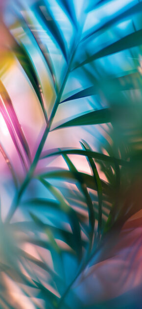 Tropical Haze