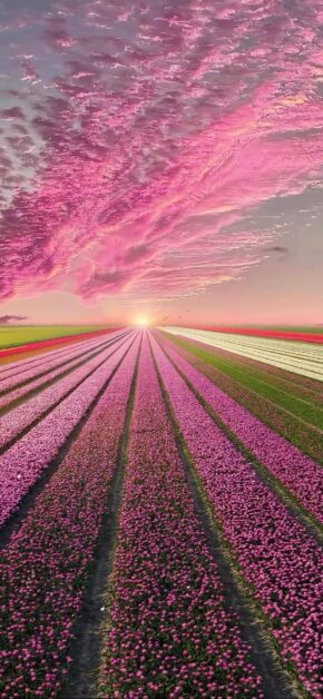 Blossom Dawn