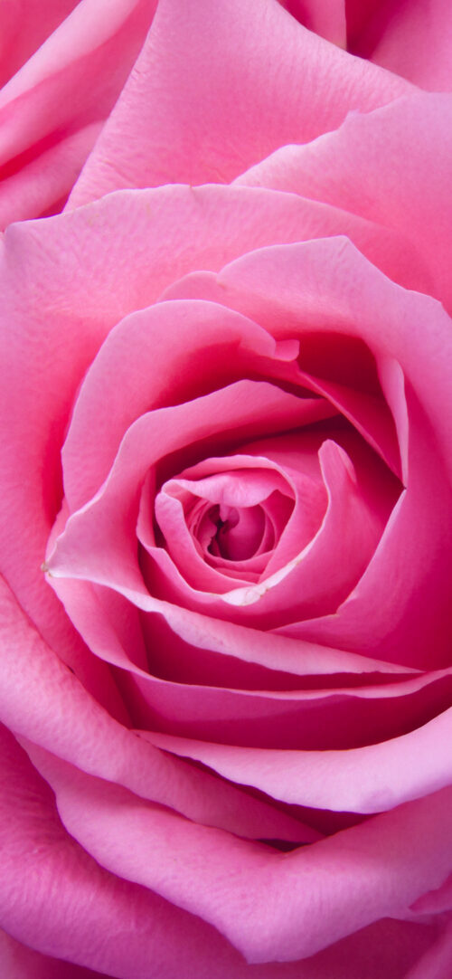 Single Rose (Mother's Day)