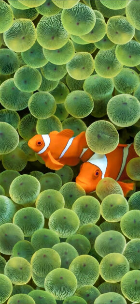 ClownFish | LIVE Wallpaper
