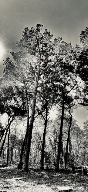 Sunfire over Silhouettes