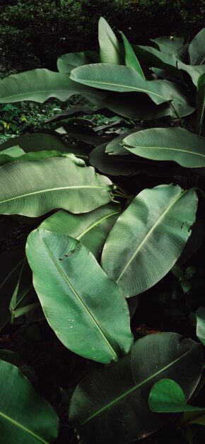 Green leaves