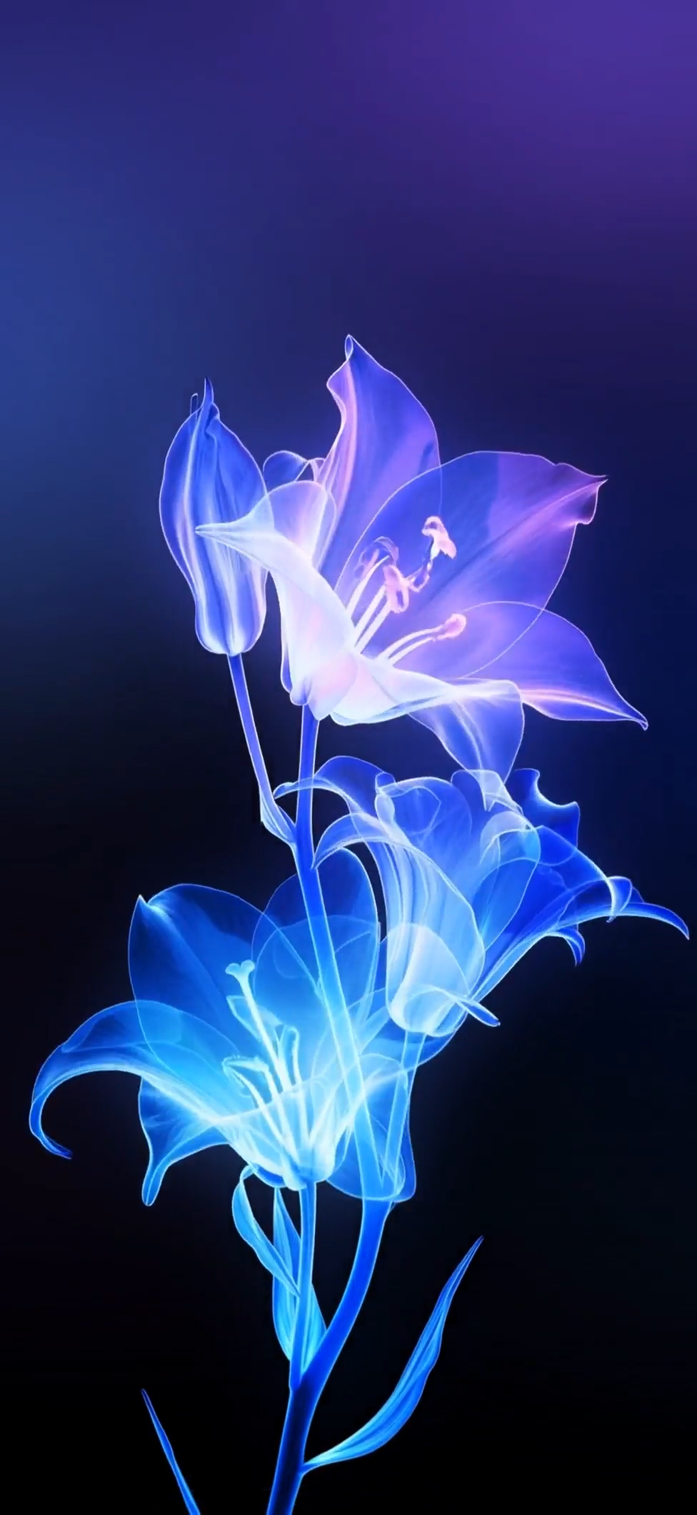 L'Amour Edition #3 | LIVE Wallpaper