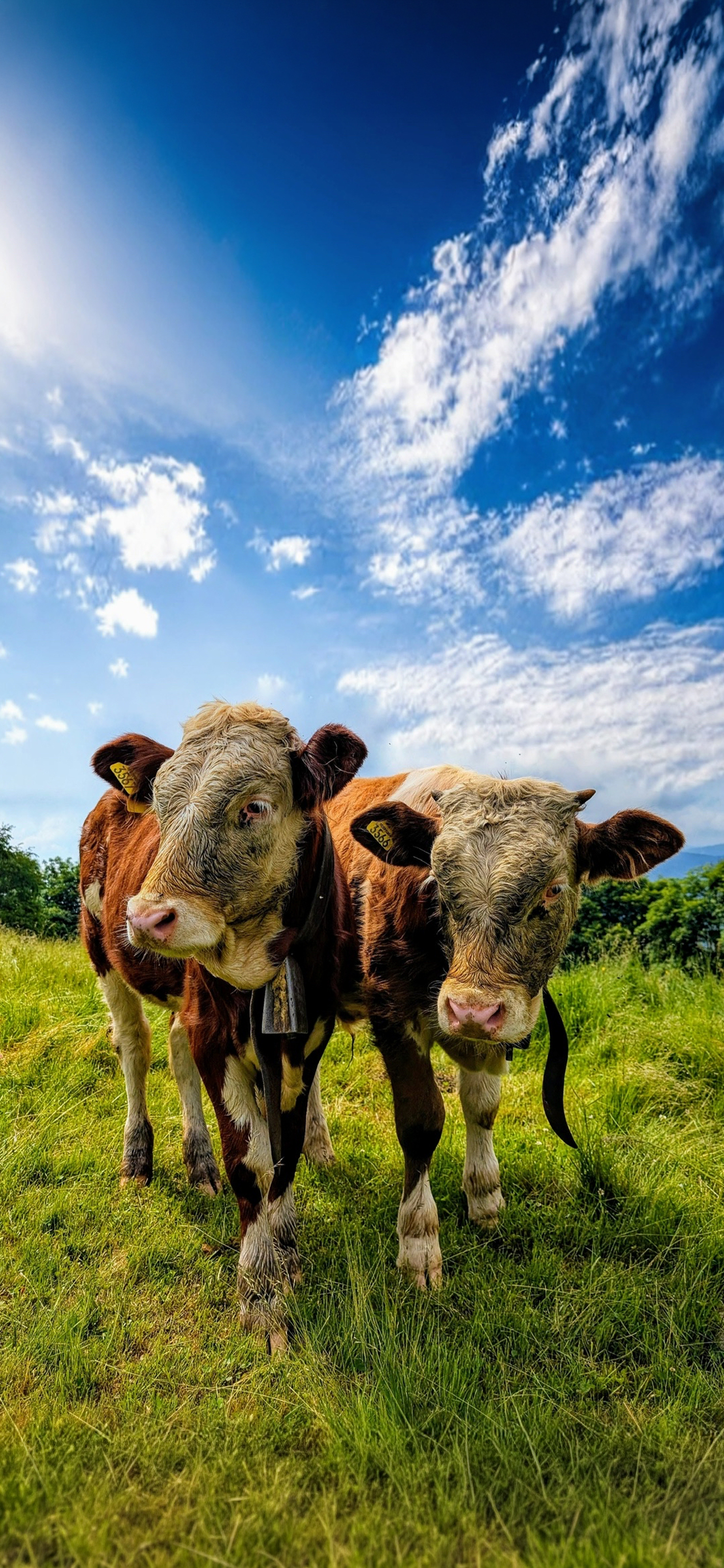 Cows
