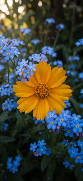 Blue and Gold Wildflowers
