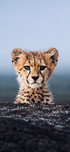 Animal Cheetah Cub
