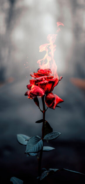 Flaming Rose