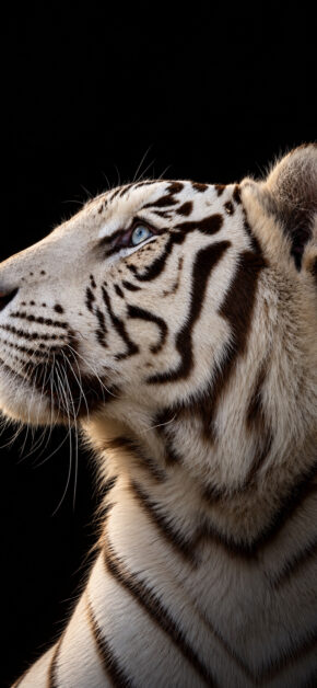 Tigre