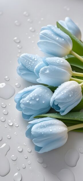 Tulipanes