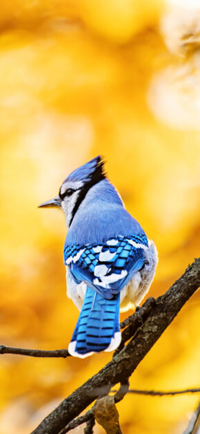 Yellow Nature Blue Jay