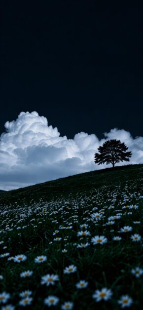 Moonlit Daisy Hill