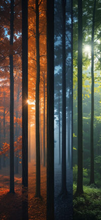 Seasonal Forest